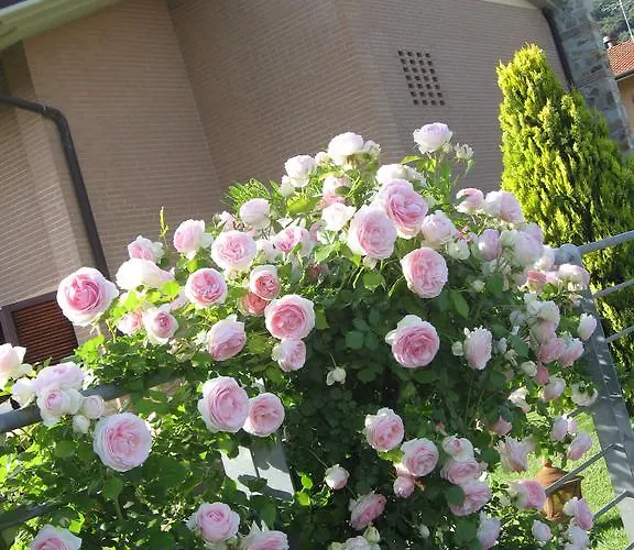 Zia Oda ve Kahvaltı Calci